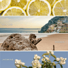 Coastal Lemon 15 oz Soy Candle, Matte Jar