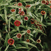 Zinnia Persian Carpet Seeds