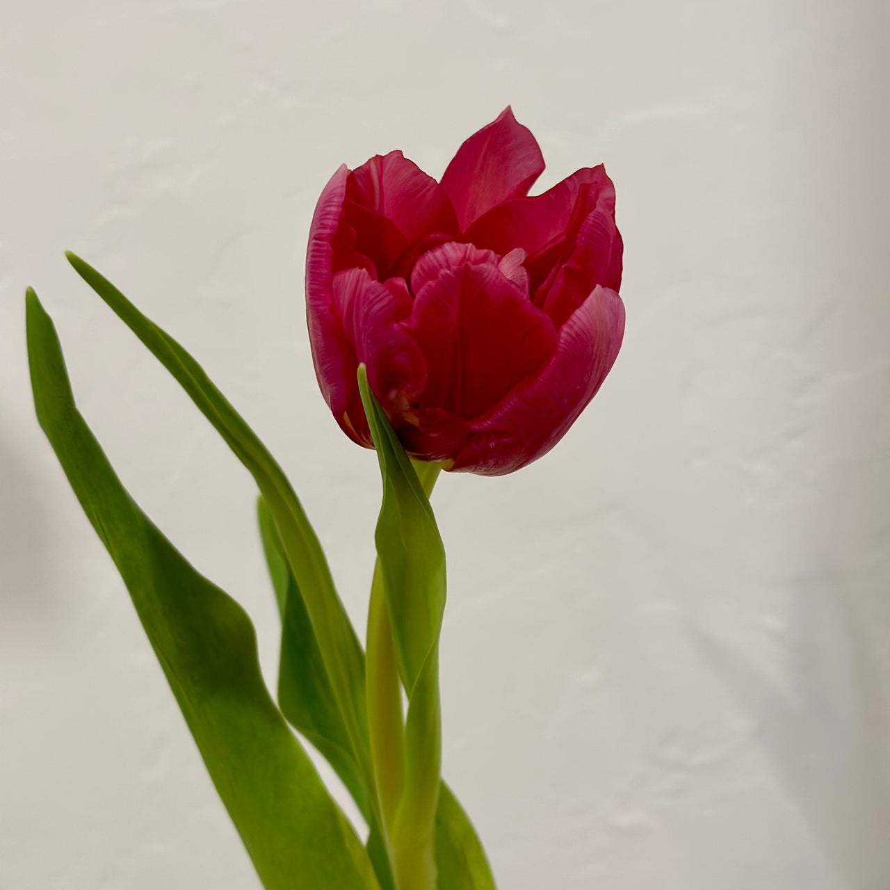 Flower Bar- Fushia Tulip