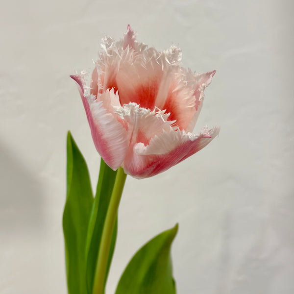 Flower Bar- Pink Fringe Tulip