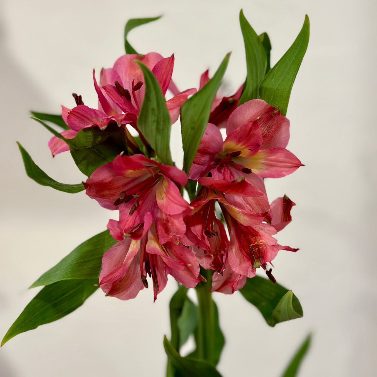 Flower Bar- Alstroemeria