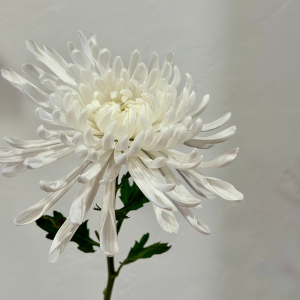 Flower Bar - White Mums