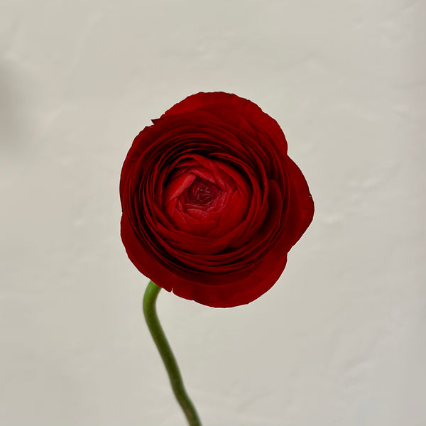 Flower Bar- Red Ranunculus