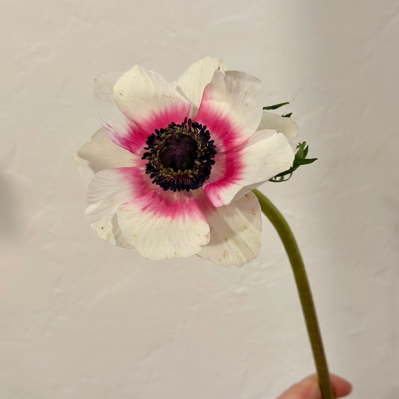 Flower Bar- White Anemonie