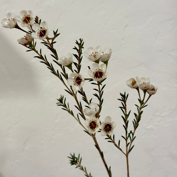Flower Bar- White Wax Flower