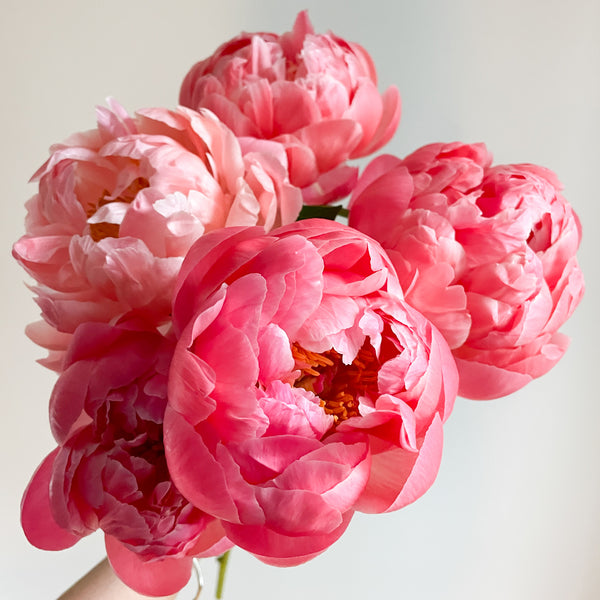 Mother's Day Peony Bundles - Saturday, May 9th and Sunday, May 10th